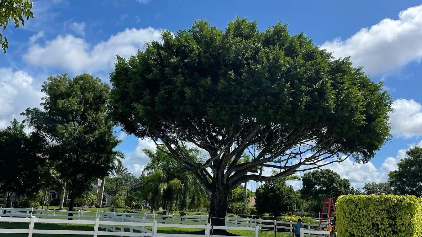 Professional tree service background